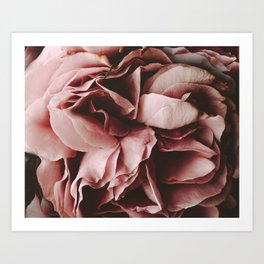 Rose Floral in Pink - Flower photography Art Print