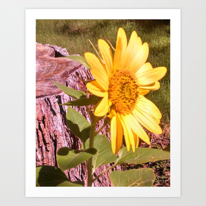 Sunflower Glory Art Print