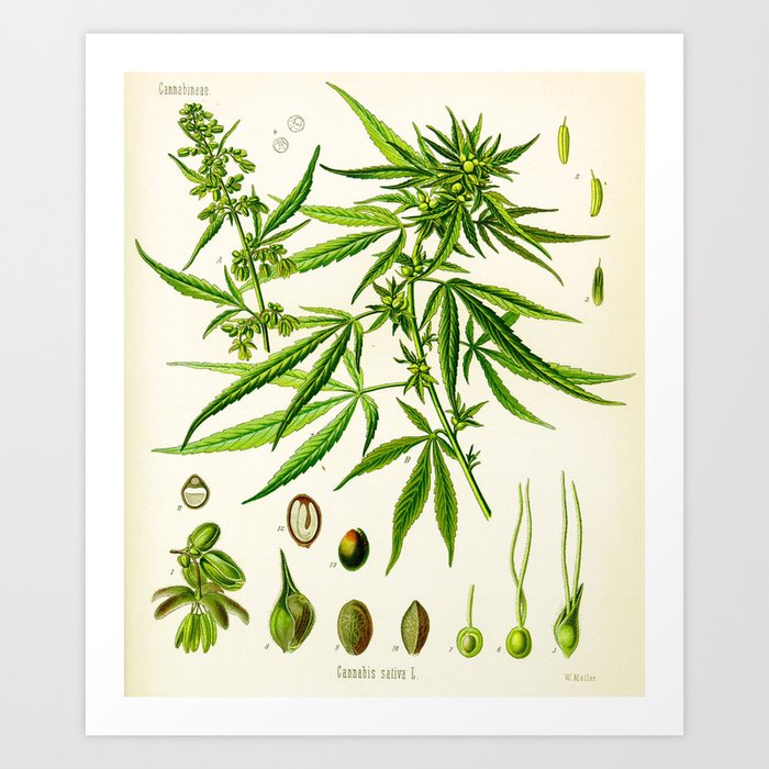 Vintage Hemp Botanical Print Art Print