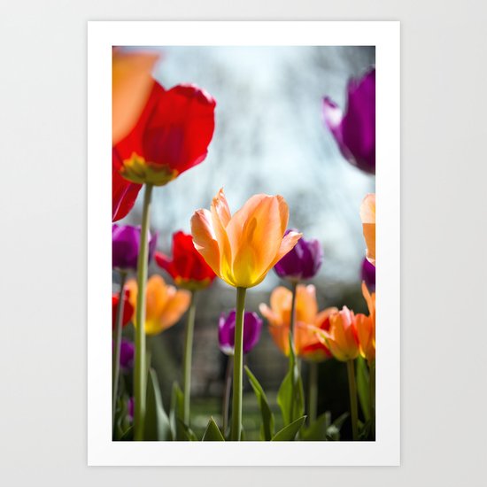 Tulip Dance Art Print