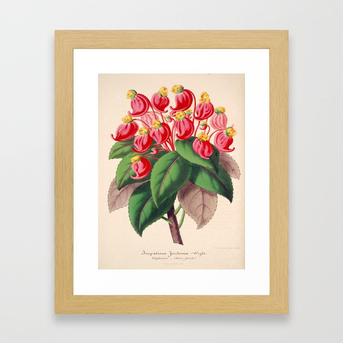 Impatiens gordonii Vintage Botanical Floral Flower Plant Scientific Illustration Framed Art Print