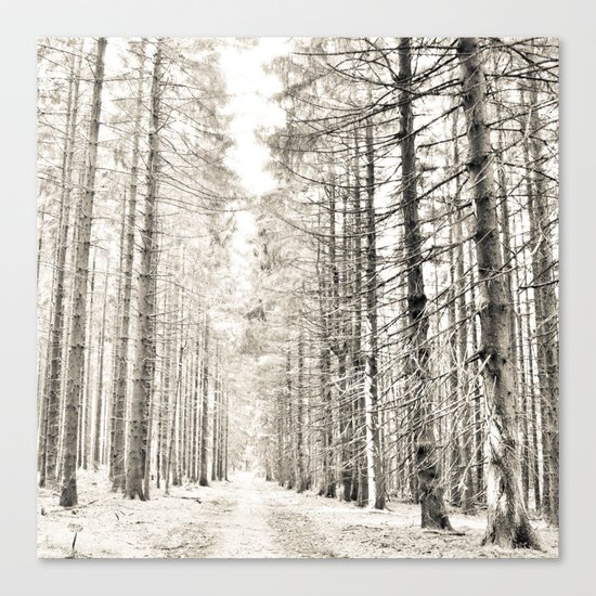 spruce forest Canvas Print
