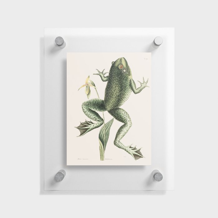 Bull Frog Floating Acrylic Print