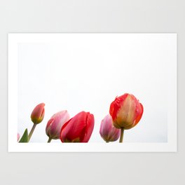 Multicolored Tulips 3 Art Print