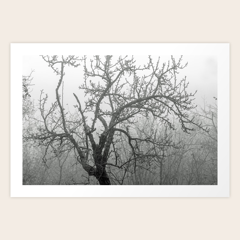 Black And White Naked Tree Art Print By Frozenlakemp Society6