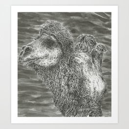 Bactrian Camel Art Print