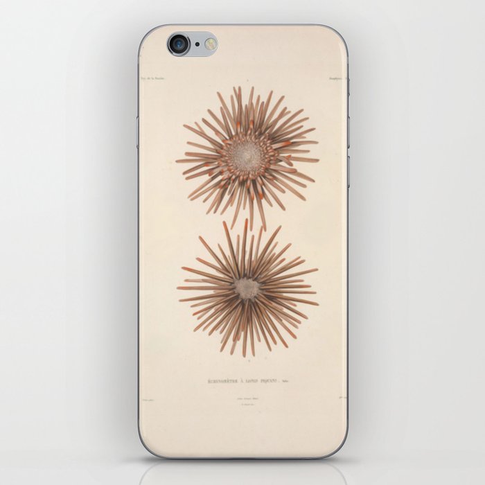 Naturalist Sea Urchins iPhone Skin