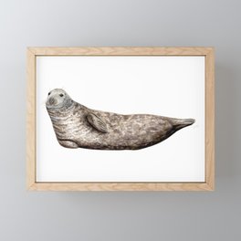 Grey Seal (Halichoerus grypus) Framed Mini Art Print