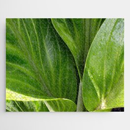 Anthurium Leaves Close Up Photography  Jigsaw Puzzle