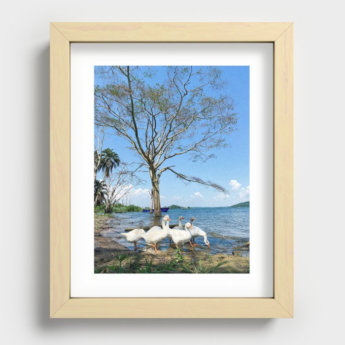 Ducks on the Shore of Lake Victoria Recessed Framed Print
