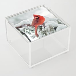 Cardinal on Snowy Branch #2 Acrylic Box