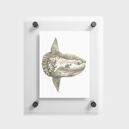 Ocean sunfish Mola Floating Acrylic Print