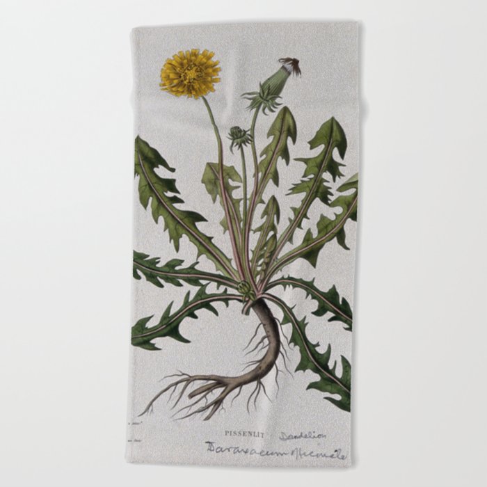 Botanical Dandelion Beach Towel