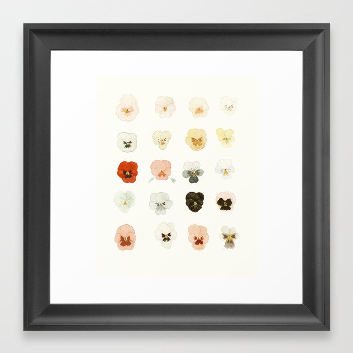 A Taxonomy of Pansies Framed Art Print