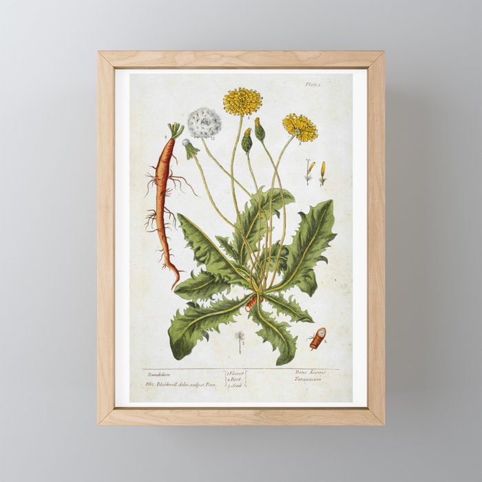 Dandelion by Elizabeth Blackwell from "A Curious Herbal," 1737 (benefiting The Nature Conservancy) Framed Mini Art Print
