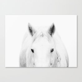 White Horse in fog Canvas Print