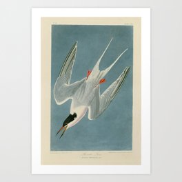 Roseate Tern - John James Audubon Birds of America Art Print