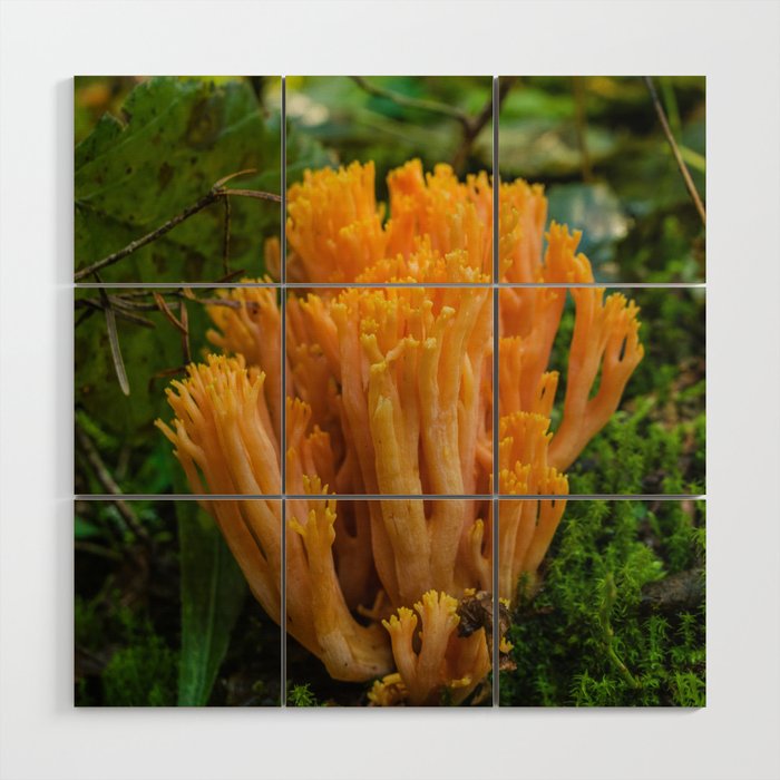 Coral Mushroom in Orange Wood Wall Art
