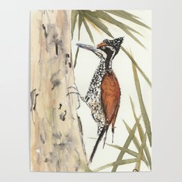 Palm Woodpecker Poster