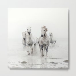 Camargue White Horses Running in Water - Nature Photography Metal Print