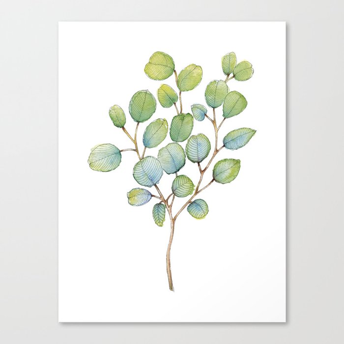 Eucalyptus leaves Canvas Print