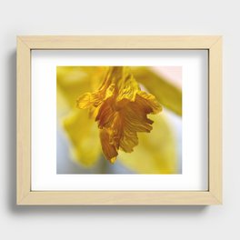 Daffodil  Recessed Framed Print