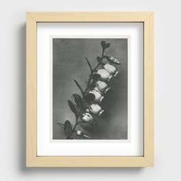 Lyonia calyculata enlarged 8 times from Urformen der Kunst (1928) by Karl Blossfeldt. Recessed Framed Print