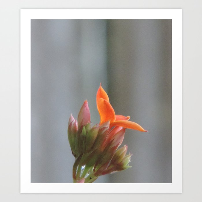 Tiny orange bloom Art Print