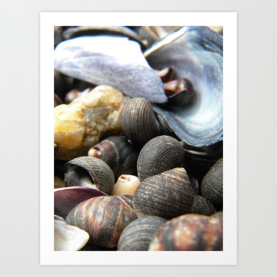 Sea Shells Art Print