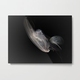 Jellyfish 6 Metal Print | Photo, Animal 