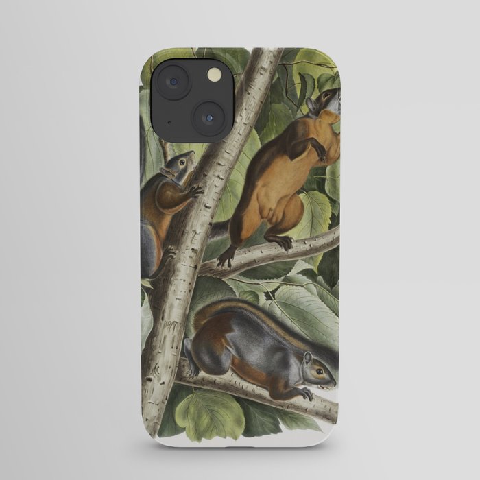 Red-bellied Squirrel from the viviparous quadrupeds of North America (1845) illustrated by John Woodhouse Audubon  iPhone Case