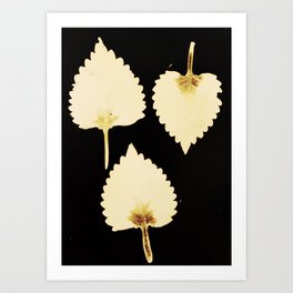 Three Little Leaves Photogram Art Print