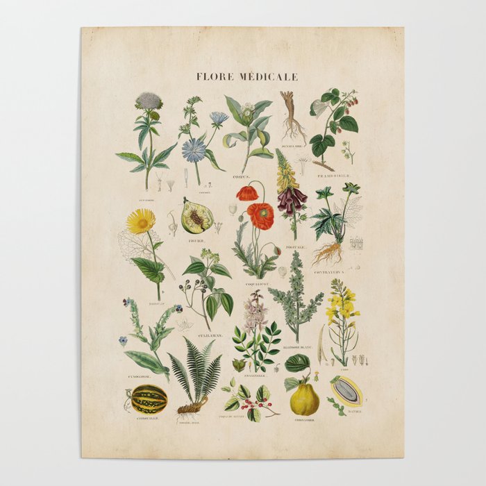 Medicinal Plant Chart Poster