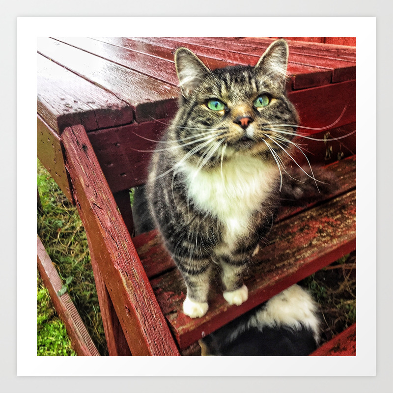 City Cat Turned Country Art Print By Lauramariephotography1212