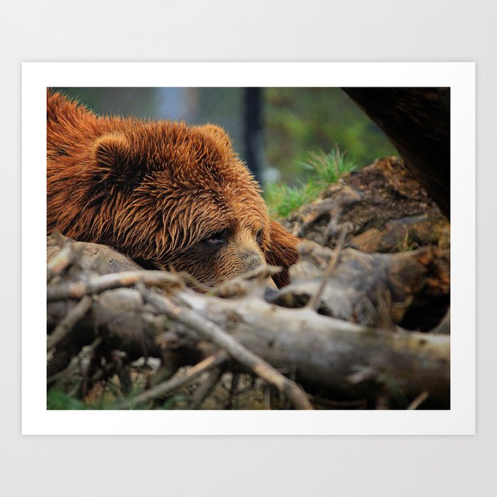 Kodiak Bear Art Print