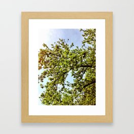 Apple Blossom  Framed Art Print
