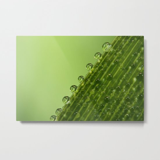 Fresh Green Dew Drops Metal Print