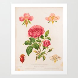 Rose Vintage Botanical Print Art Print