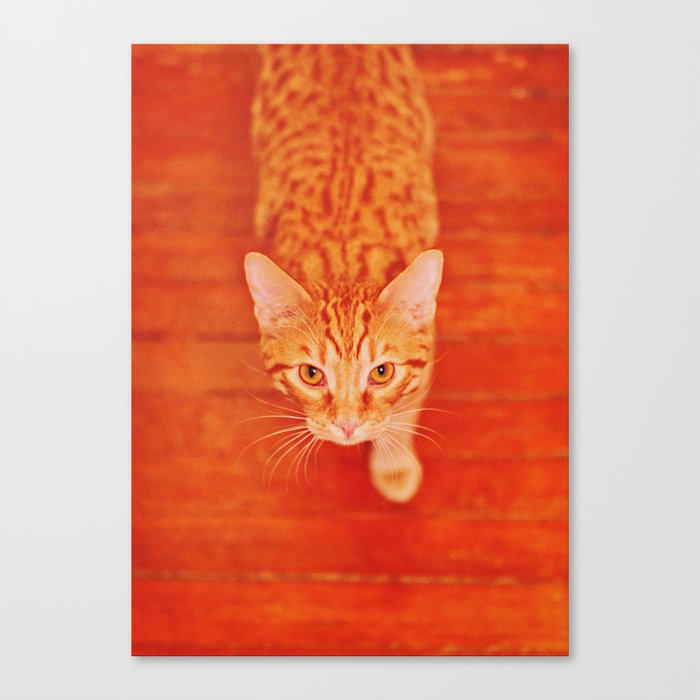 James The Cat Canvas Print