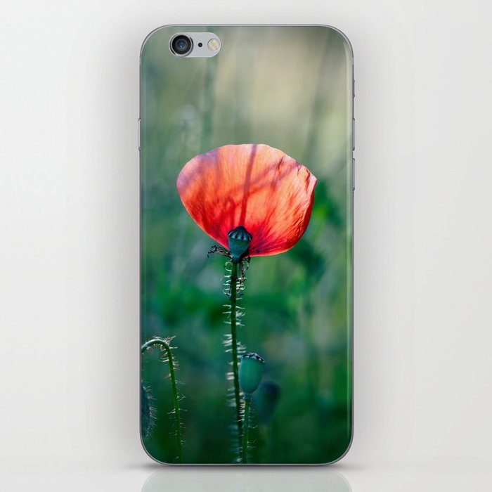 Sunlit Scarlet: Blooming Red Poppy iPhone Skin