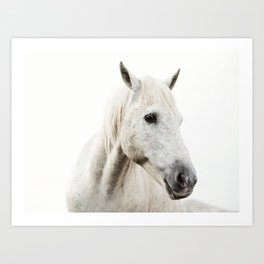 White Horse - Minimalist Nature Photography Art Print