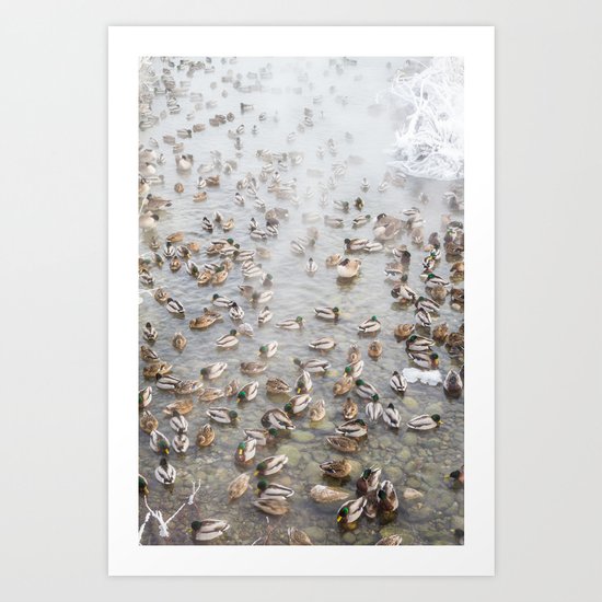 Mallard Ducks Art Print
