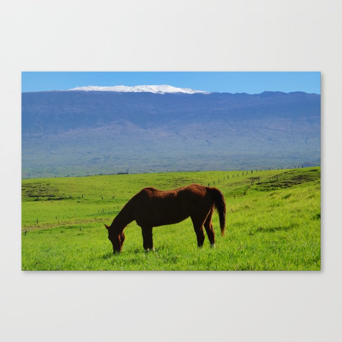 Kamuela Countryside with Mauna Kea Canvas Print
