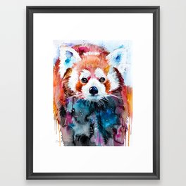 Red panda Framed Art Print
