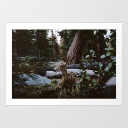 Sequoia Forest Deer Art Print