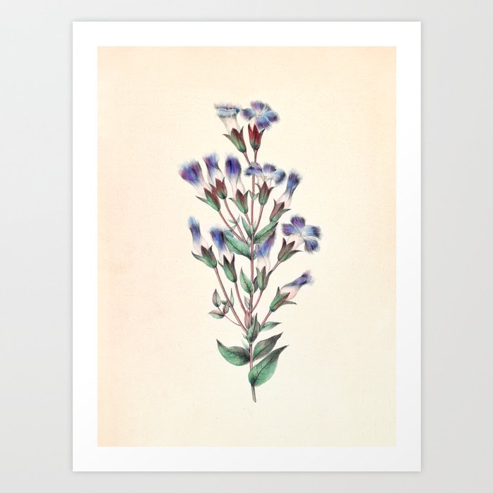  Fringed gentian by Clarissa Munger Badger, 1859 (benefitting The Nature Conservancy) Art Print