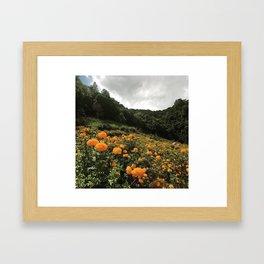 Marigolds in July Framed Art Print