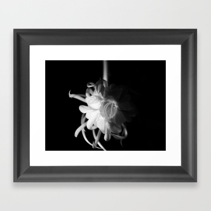 Black and white queen of the night blooming flower Framed Art Print