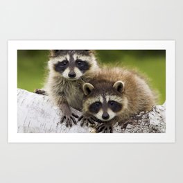 raccoons couple timber walk Art Print
