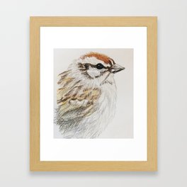 chipping sparrow portrait Framed Art Print